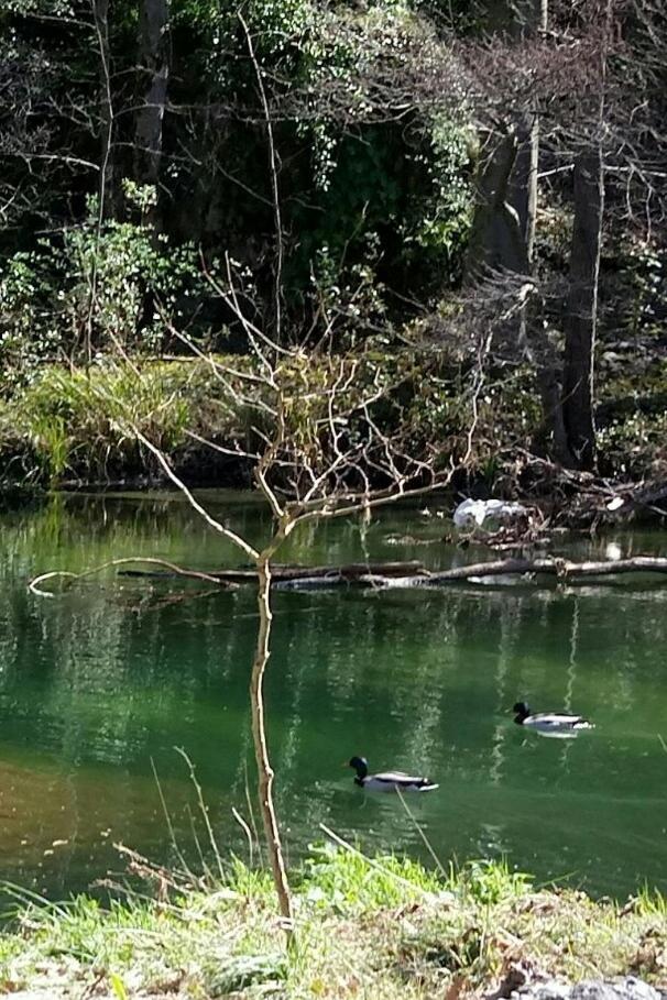 Le Moulin Aux Chandelles 2, Vacances & W-E, Vues Riviere, Montagne & Ville, Tout Confort Deconnecte, Eclairage Bougies, Connexions A 200M Au Centre Le Vigan Gite Les Amoureux De L'Arre, Randonnee Chemin De Saint-Guilhem-Le-Desert, Lire Profil Avant R Le Vigan (Gard) Exterior foto